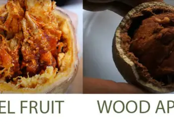 Bael fruit & Wood apple