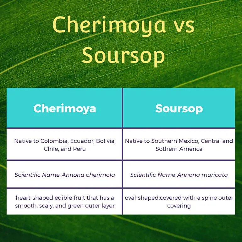 Is Cherimoya same as Soursop?