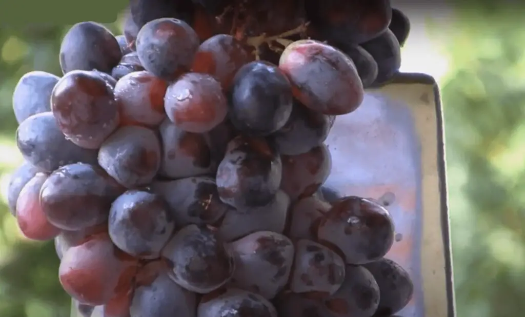 zinfandel grape fruit