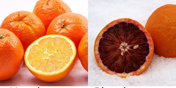 Blood orange vs Navel orange