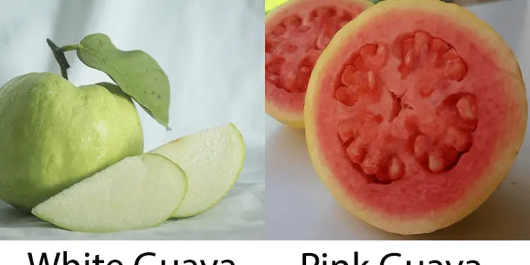White Guava vs Pink Guava
