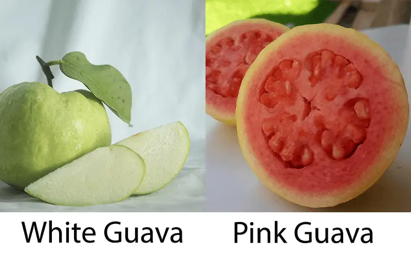 White Guava vs Pink Guava