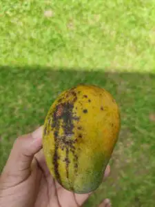 Black spots in Mango