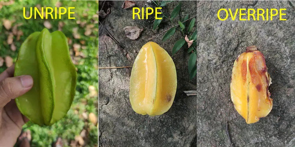 Star Fruit Ripening Stages