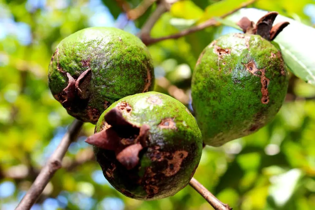 Guava tree diseases