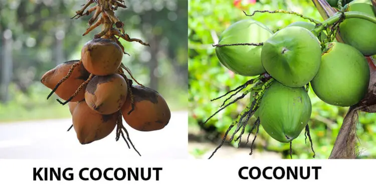 King Coconut vs Coconut