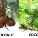 King Coconut vs Coconut
