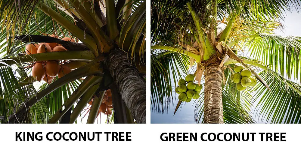 King Coconut tree vs Green Coconut tree