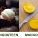 Mango vs Mangosteen