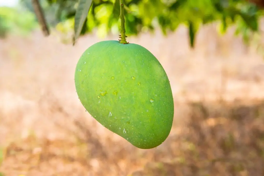 Unripe Mango