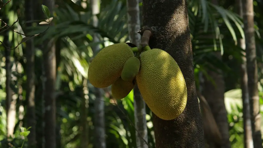 Jack Fruit With Outer Surface