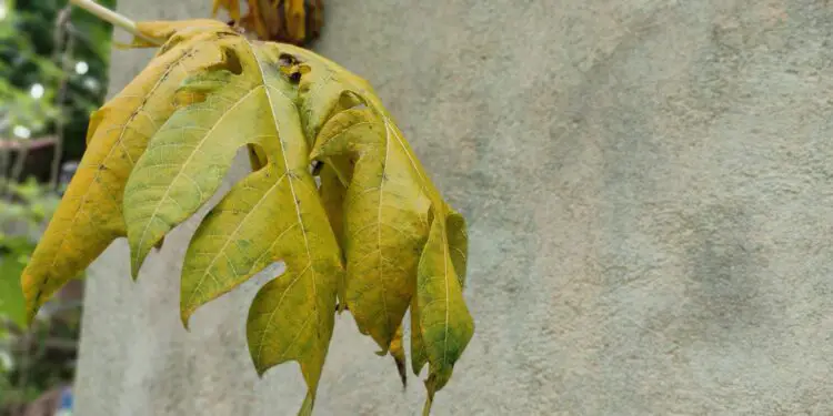 Yellowing Of Papaya Leaves