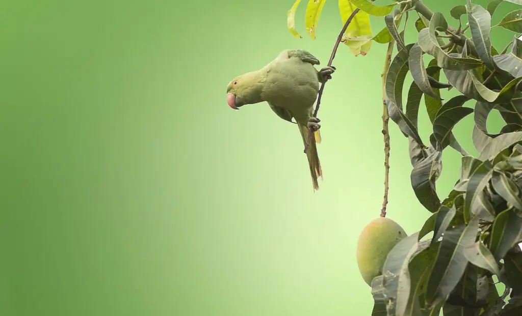 Parrot On A Mango Tree