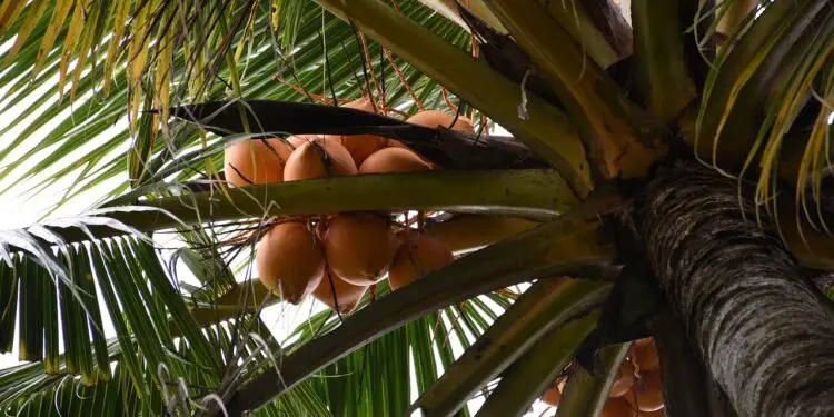 King Coconut Tree