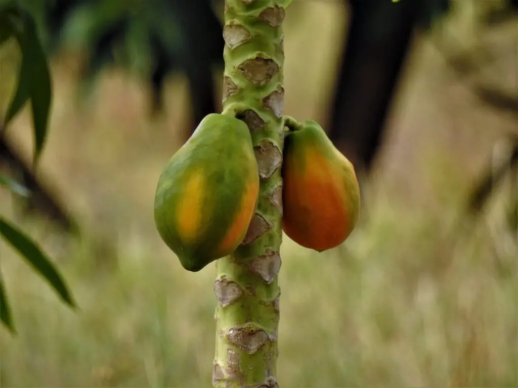Small Papaya Fruit