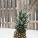 Winter Pineapple
