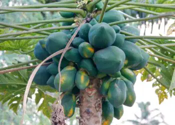 Dwarf Papaya Tree