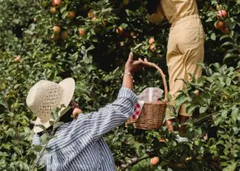 Fruit Harvesting