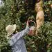 Fruit Harvesting