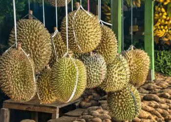 Durian Fruit Stall
