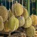 Durian Fruit Stall